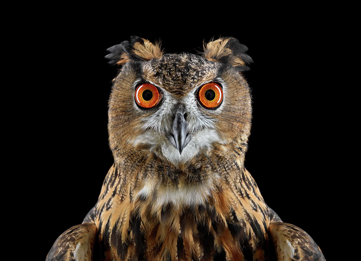 35 Breathtaking Studio Portraits Of Wild Animals