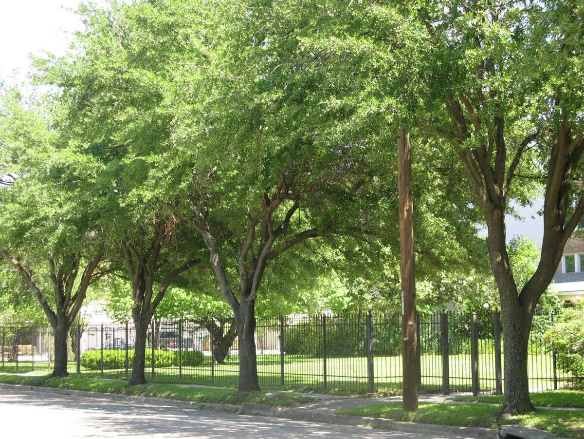 A committee of enviornmental groups, residents and businesses want to protect the canopy of trees along Yale Street. (Urban Forestry Committee)