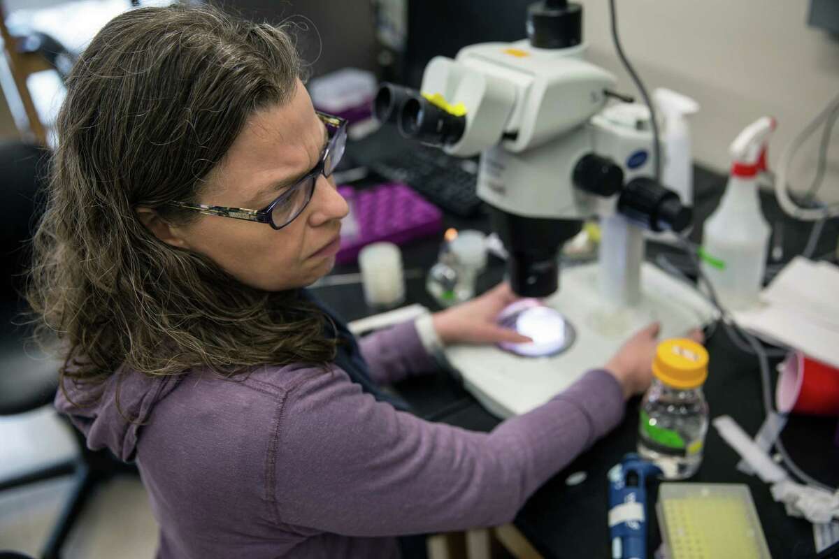 Dr. Luisa Scott, a research associate at Dr. Jon Pierce-Shimomura's lab, looks for behavioral defects relating to neural dysfunction in worms. Scott is involved in the project that raised more than $12,000 online.