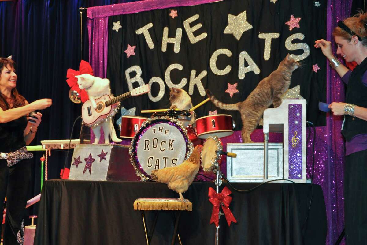 Acro cats houston