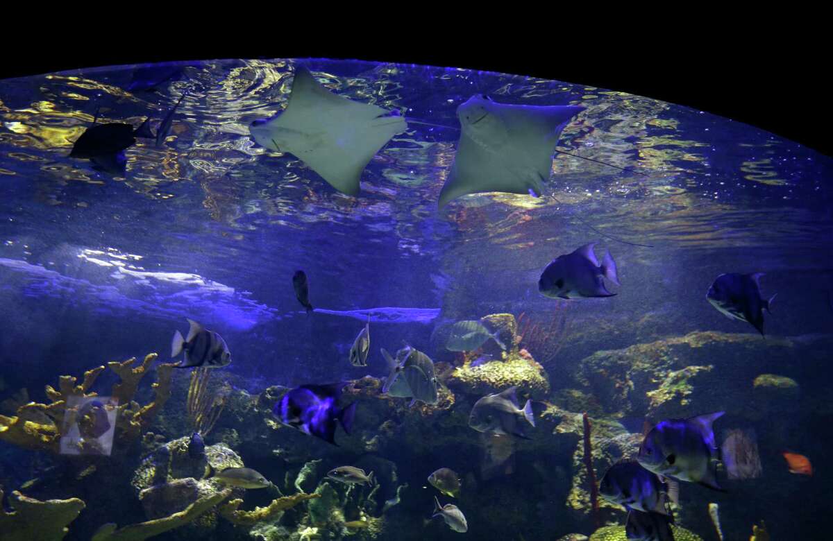 Houston Zoo shows off newlyremodeled aquarium