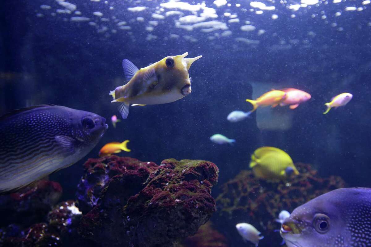 Houston Zoo shows off newly-remodeled aquarium