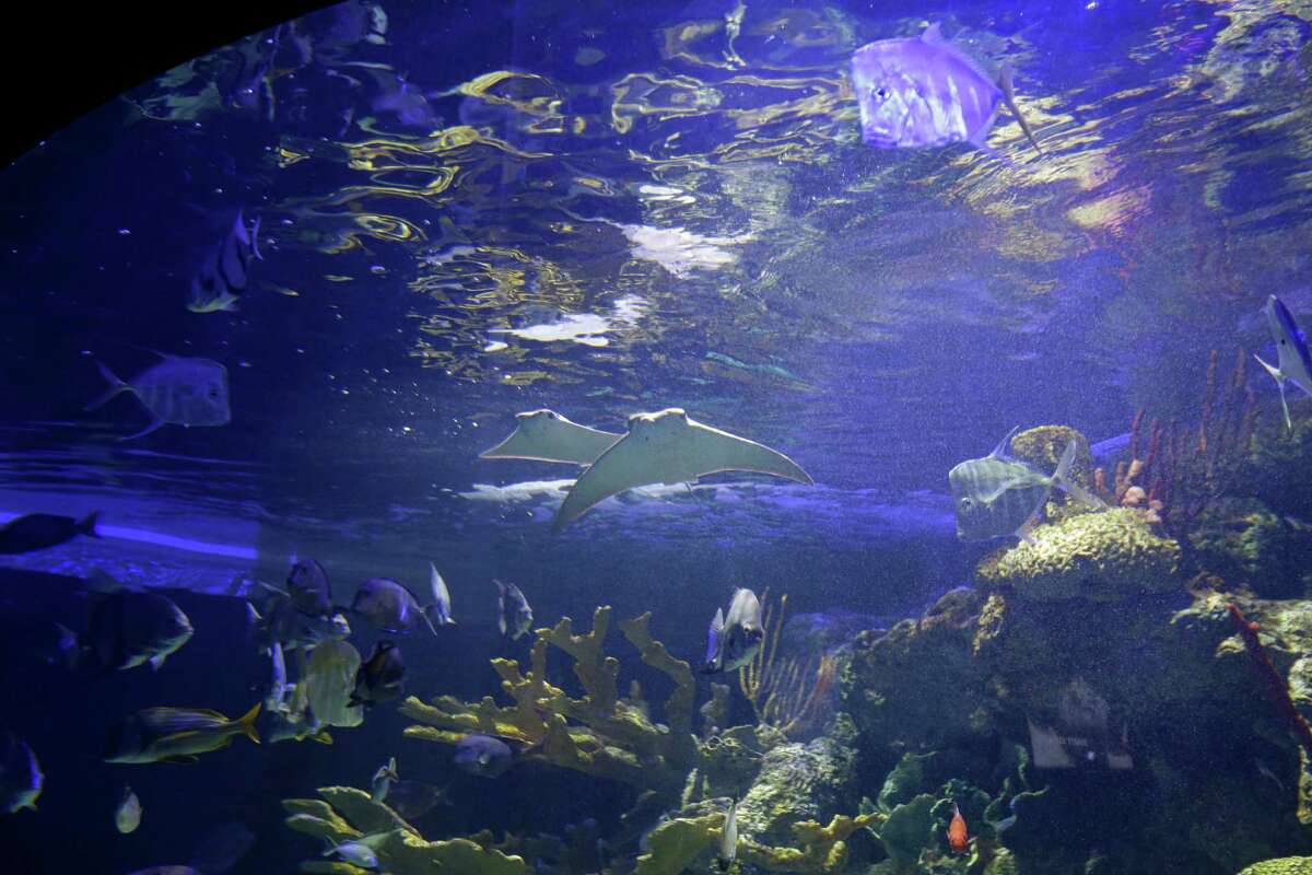 Houston Zoo shows off newly-remodeled aquarium