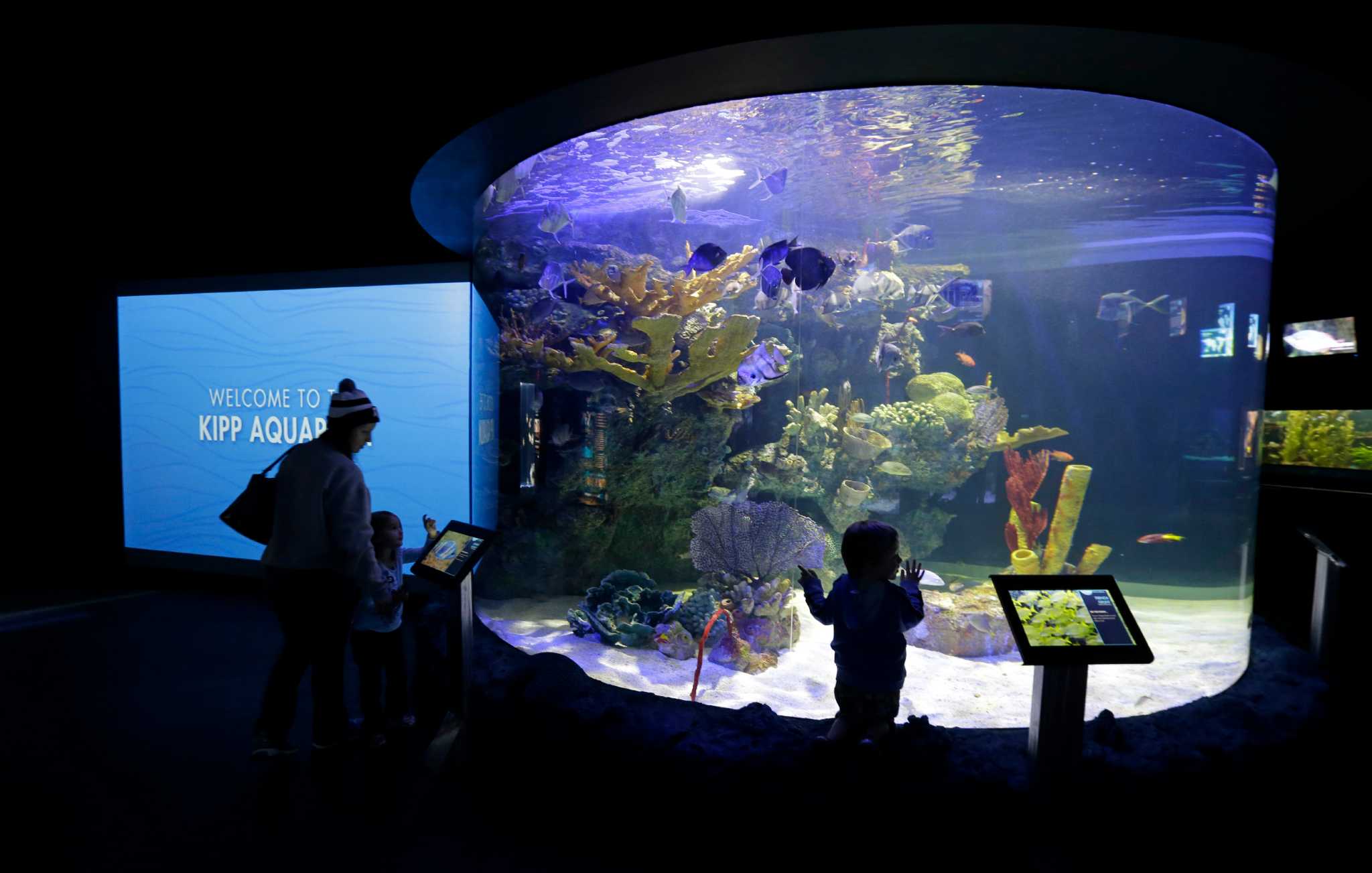 Houston Zoo shows off newlyremodeled aquarium Houston Chronicle