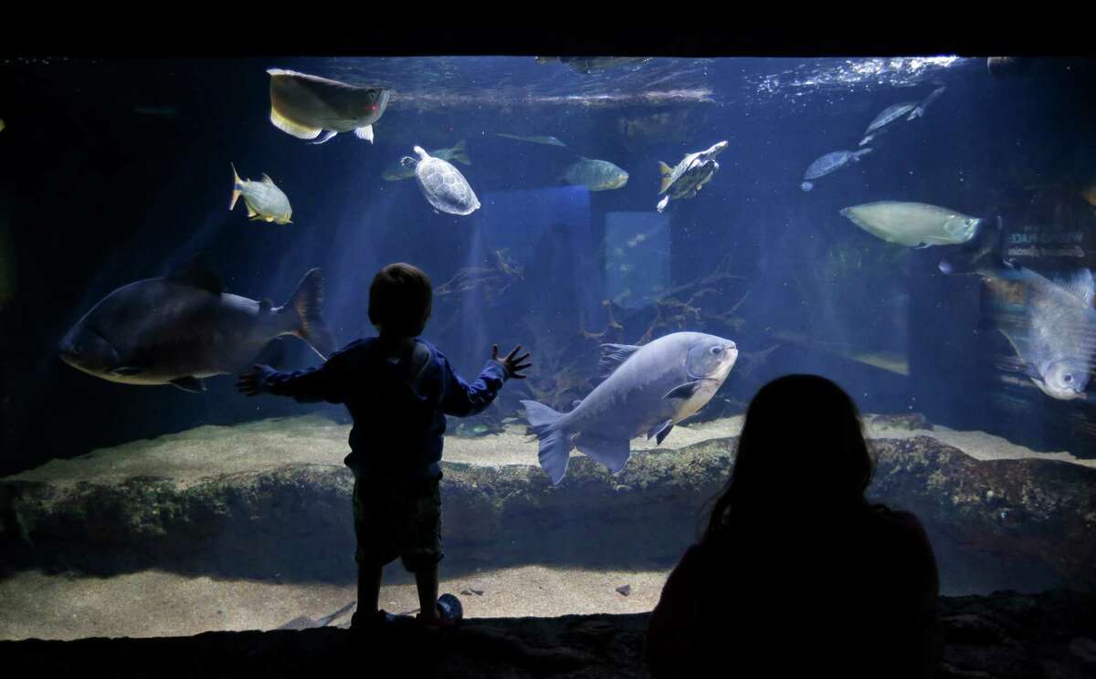 Houston Zoo shows off newlyremodeled aquarium