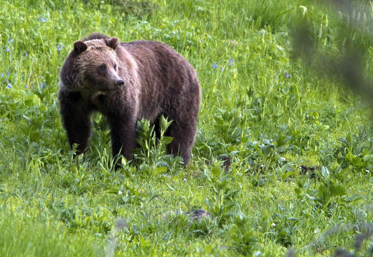 This July 6, 2011 file photo shows a grizzly bear in Yellowstone National Park, Wyoming.