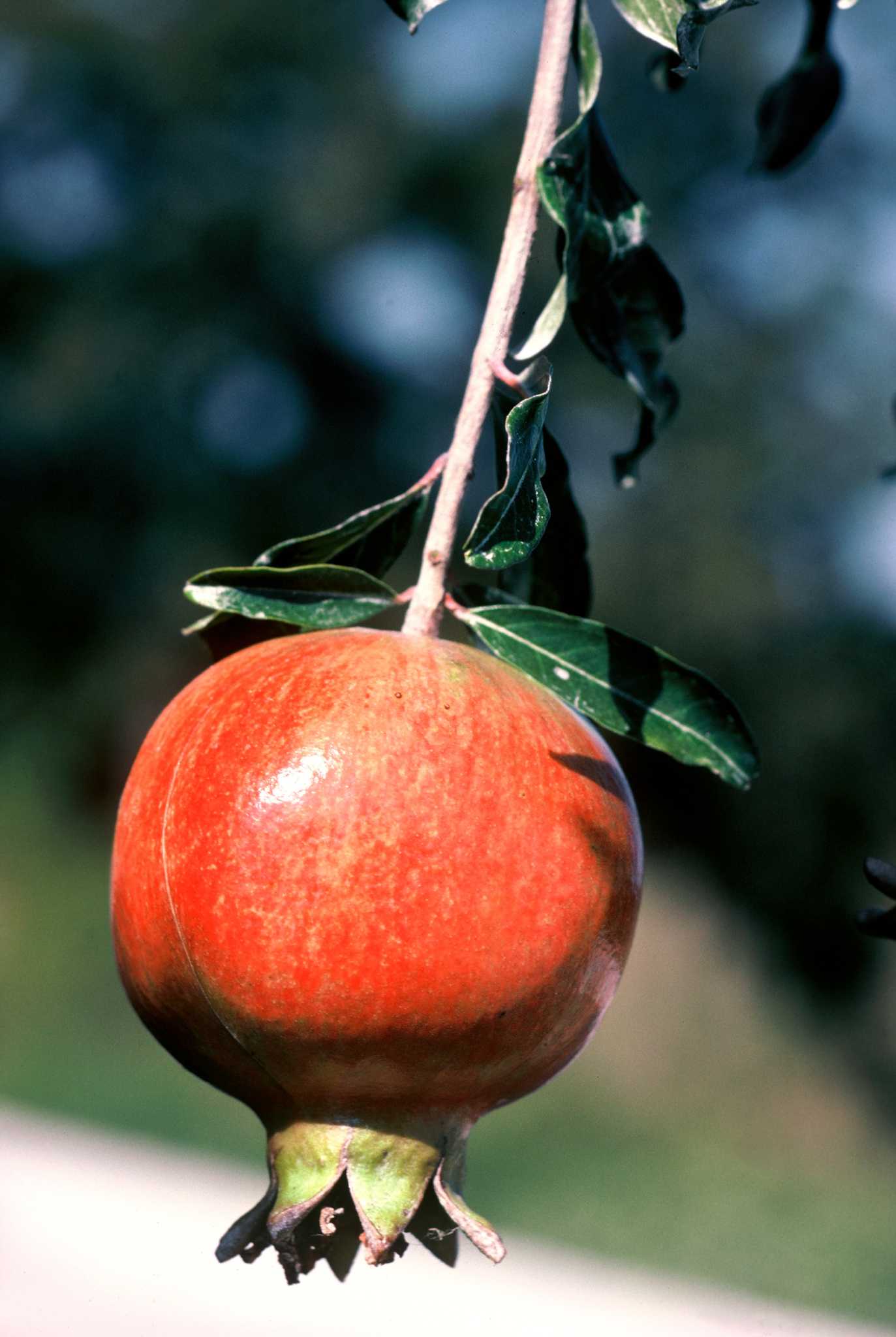 Sperry Why are my fruit trees not blooming?