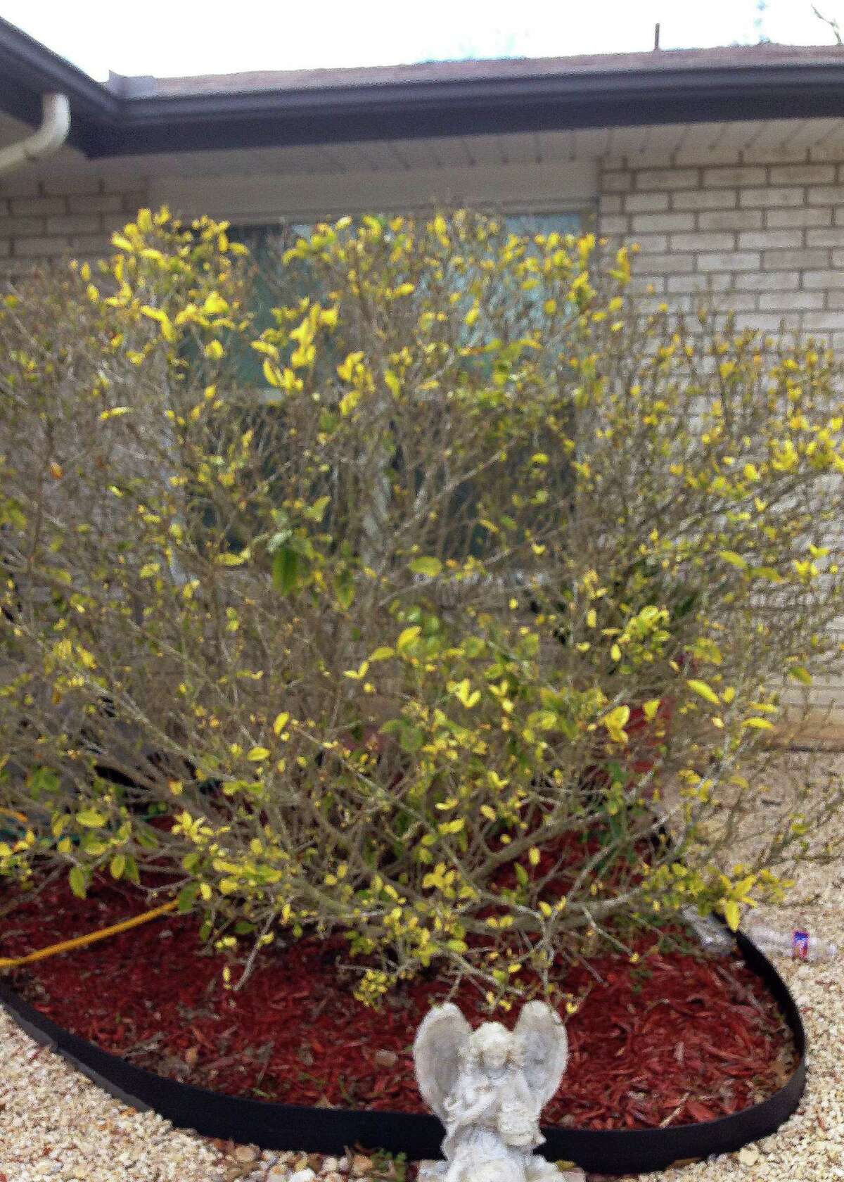 Sperry Why are my fruit trees not blooming?