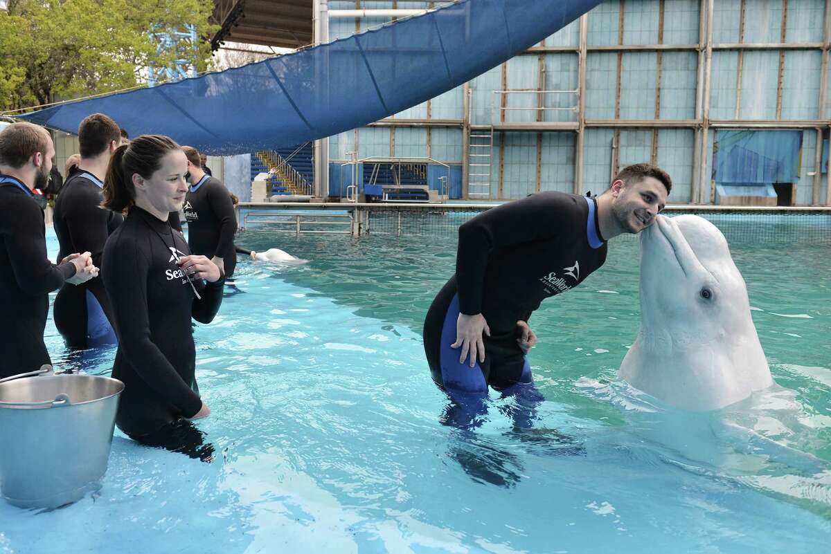 SeaWorld Orlando suspends Beluga Interaction Program, still open in San ...