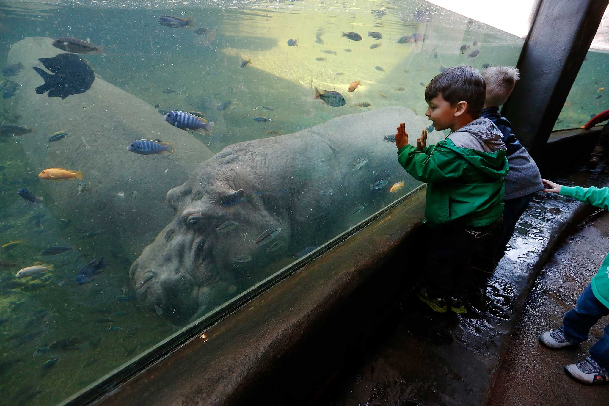 san-antonio-zoo-s-preschool-to-expand-expressnews