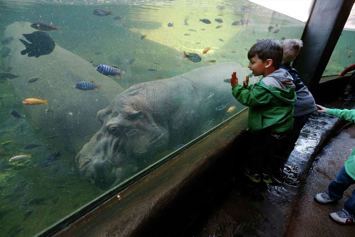 Pre-school children get an up close view of a hippopotamus at the Africa Live exhibit during a class walking tour on Thursday, Jan. 21, 2016. Since 2004, the San Antonio Zoo offered pre-school children an opportunity to attend school at Zoo School right on the zoo premises. Operated through the education division, children from three to five years of age can attend pre-school five days a week. The children are given a unique experience of learning through a virtual interaction with the animals and exhibits. (Kin Man Hui/San Antonio Express-News)
