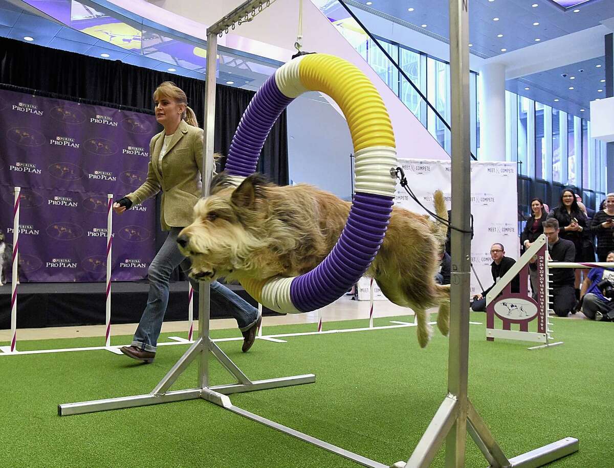 The highly active berger Picard, featured in the 2005 movie “Because of Winn-Dixie,” hails from France. It and six other breeds are getting their first shot at a Best in Show ribbon this year.