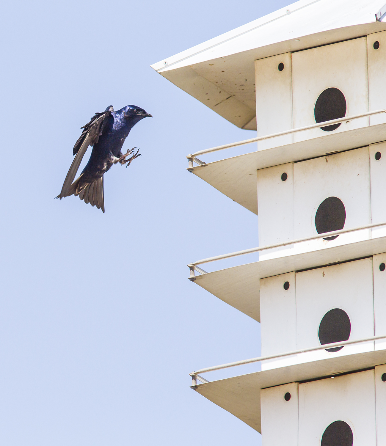Purple martins begin to arrive