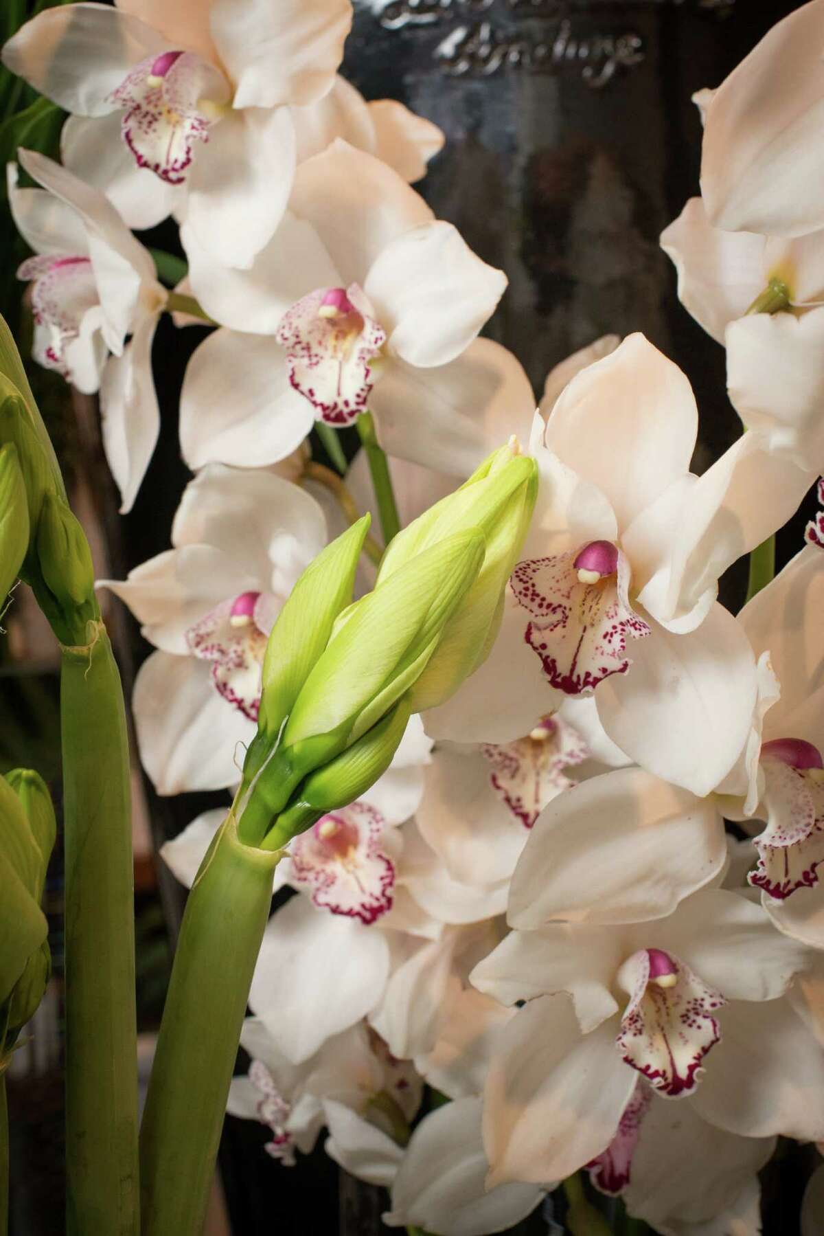 Greenwich florists have the answer to cure winter blues