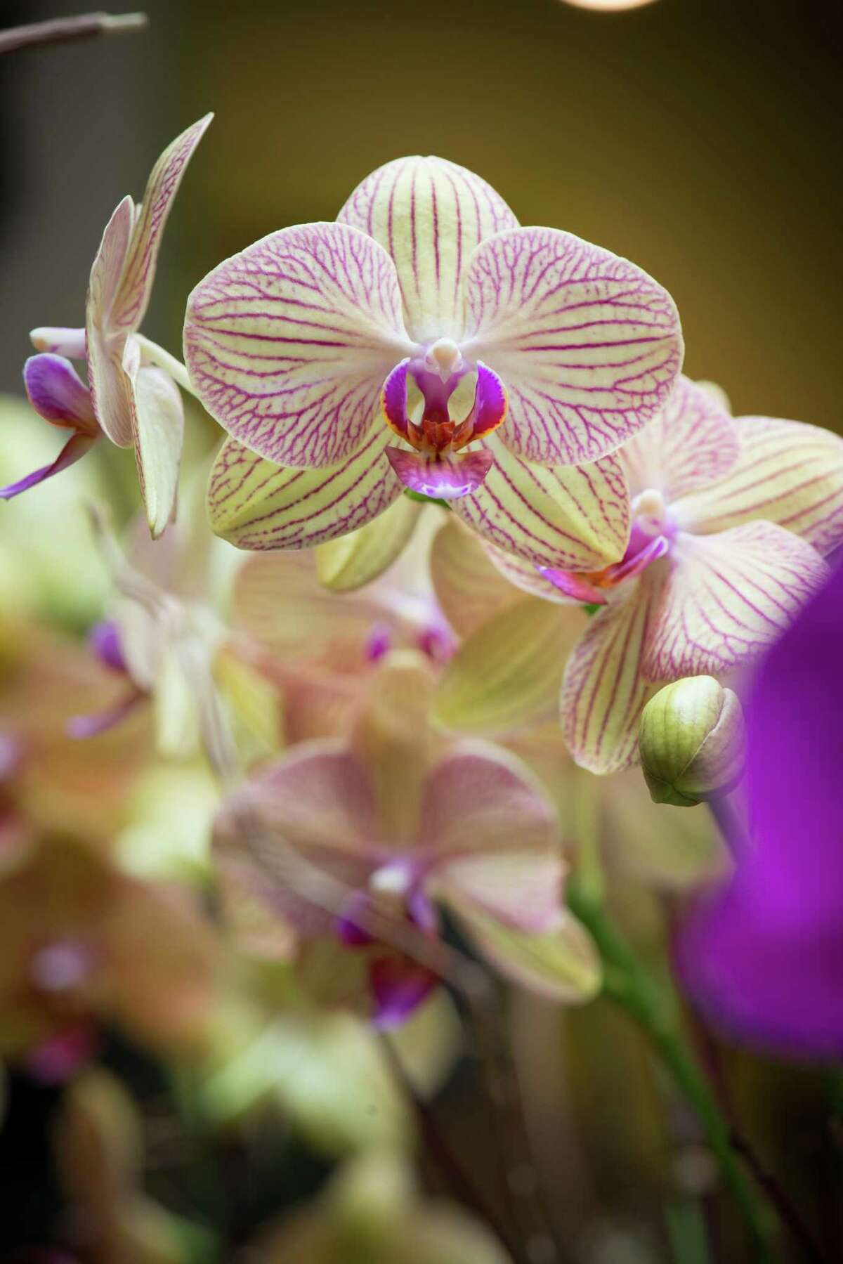 winston flowers orchid