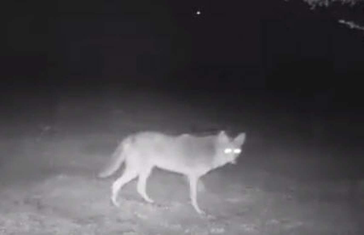 Coyotes roam Houston. You just don't see them.