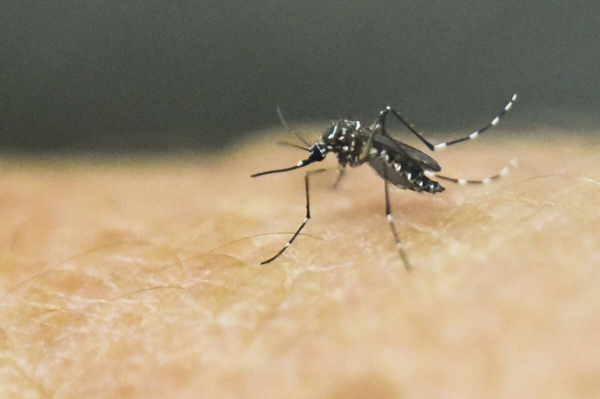It's that time of year again: Mosquitoes carrying the West Nile virus have shown up in traps in three areas in Harris County. It won't be long until people start being infected.