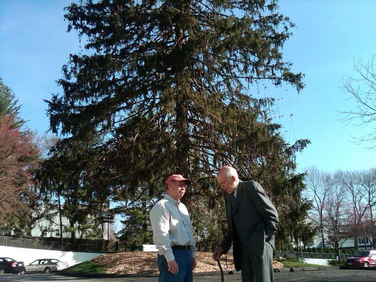 Darien Sport Shop landmark spruce doesn't survive storm