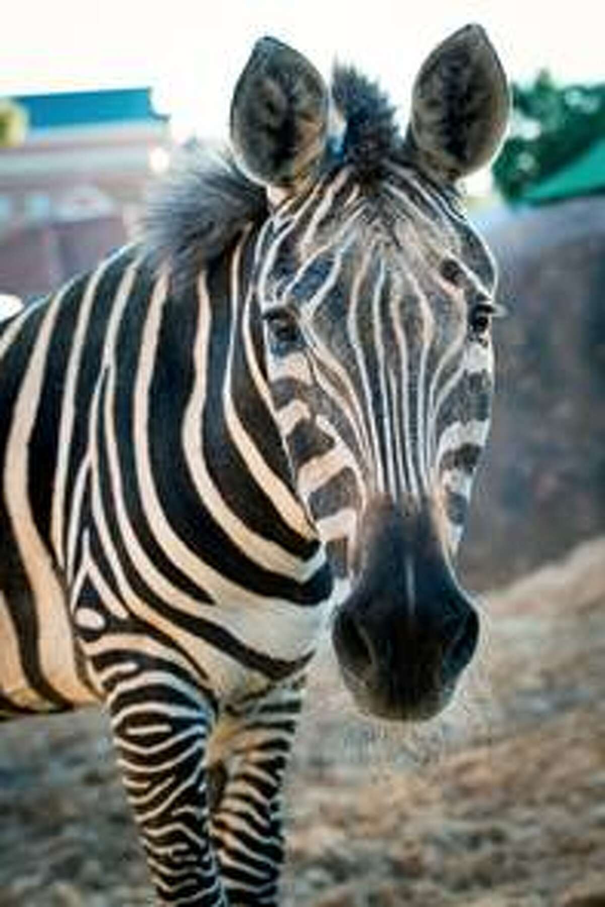 Houston Zoo mourns 'feisty' zebra Charlie