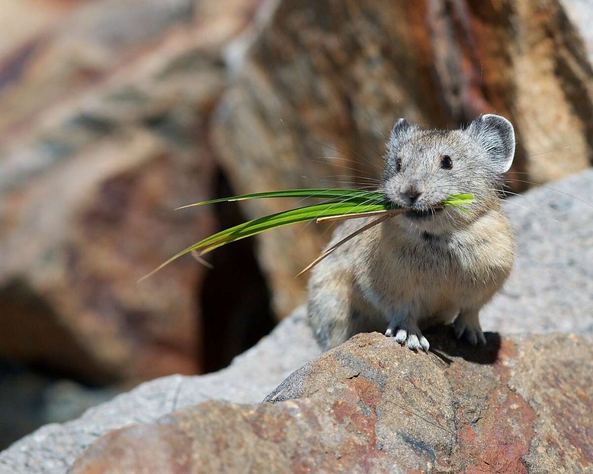 An American pika photographed at Yosemite National Park last year by Jen Joynt of Berkeley won the Wildlife Photo of the Year from the state magazine Outdoor California and the California Department of Fish and Wildlife