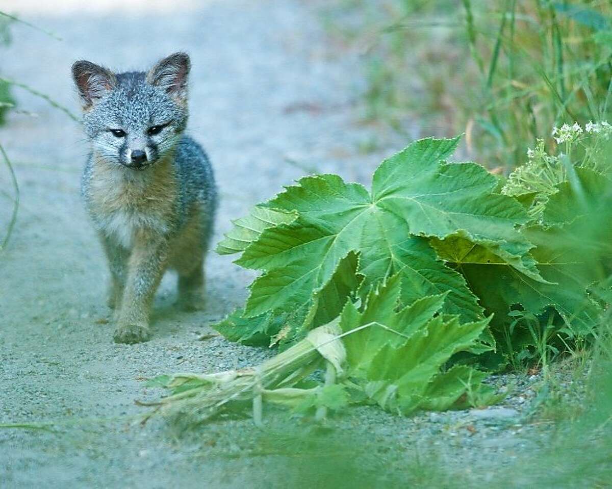 A juvenile fox photographed at Point Reyes National Seashore last year by Jen Joynt of Berkeley won honorable mention for Wildlife Photo of the Year contest from the state magazine Outdoor California and the California Department of Fish and Wildlife