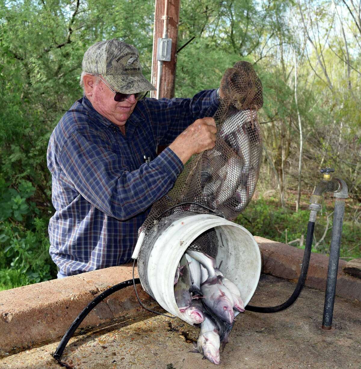 State study examines blue catfish population at Choke Canyon