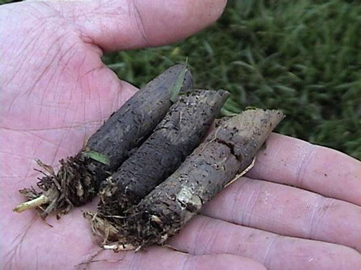 Now is the time to aerate and topdress your lawn