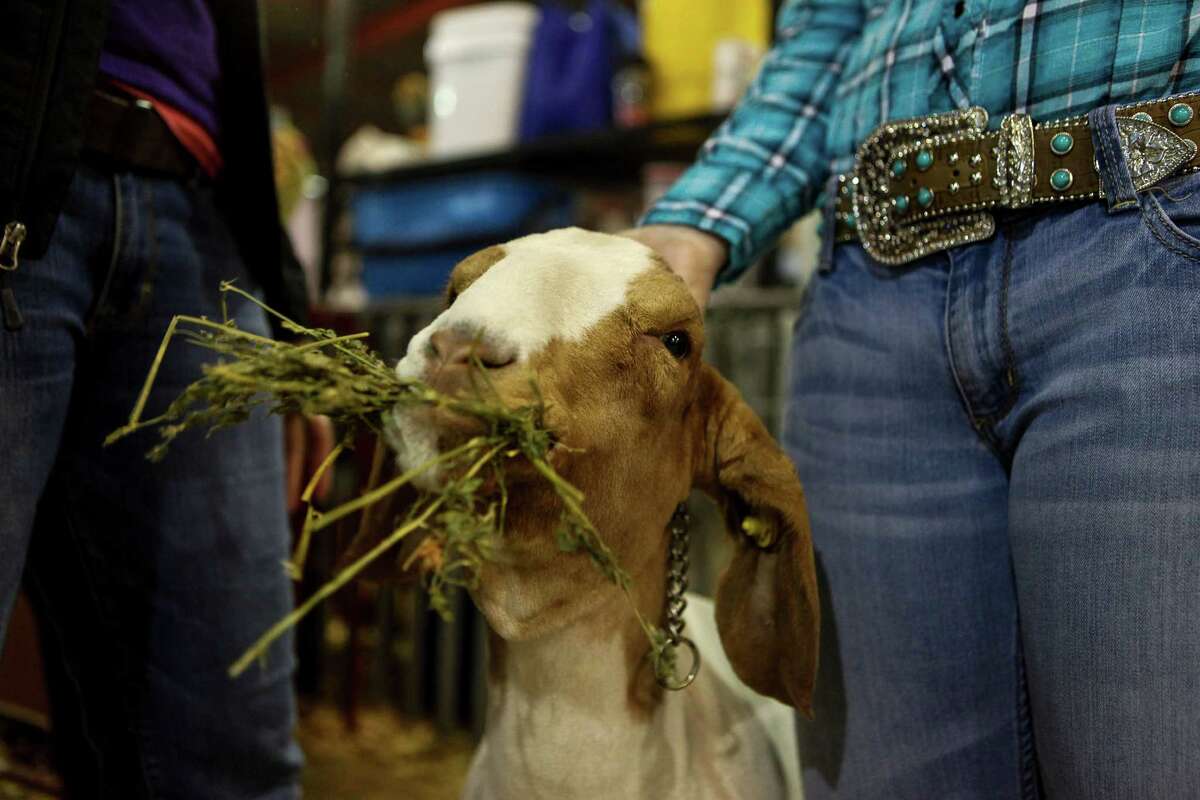A Madison FFA student's goat snacking on some alfalfa shortly before competing at the San Antonio Stock Show and Rodeo on Feb. 19, 2015.