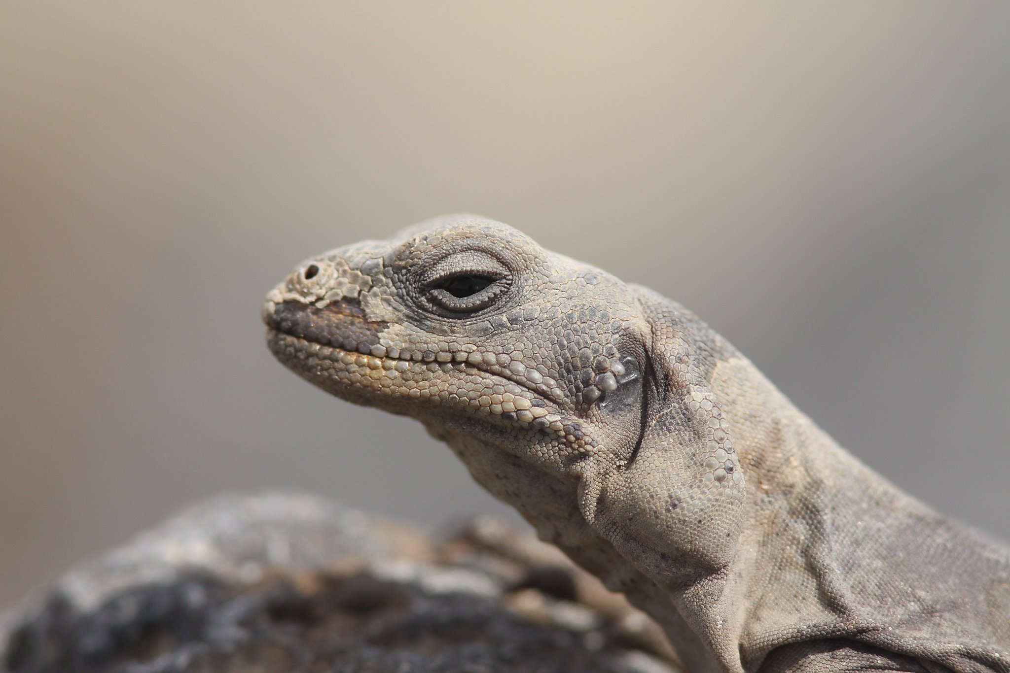 Obama S Bold Move On Mojave Desert Protection