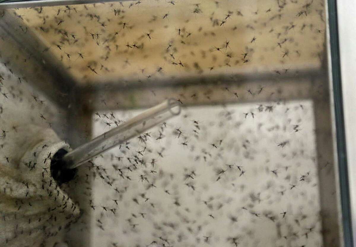 Researchers at the University of Texas Medical Branch at Galveston are working on possible vaccines for the mosquito-borne Zika virus. ﻿