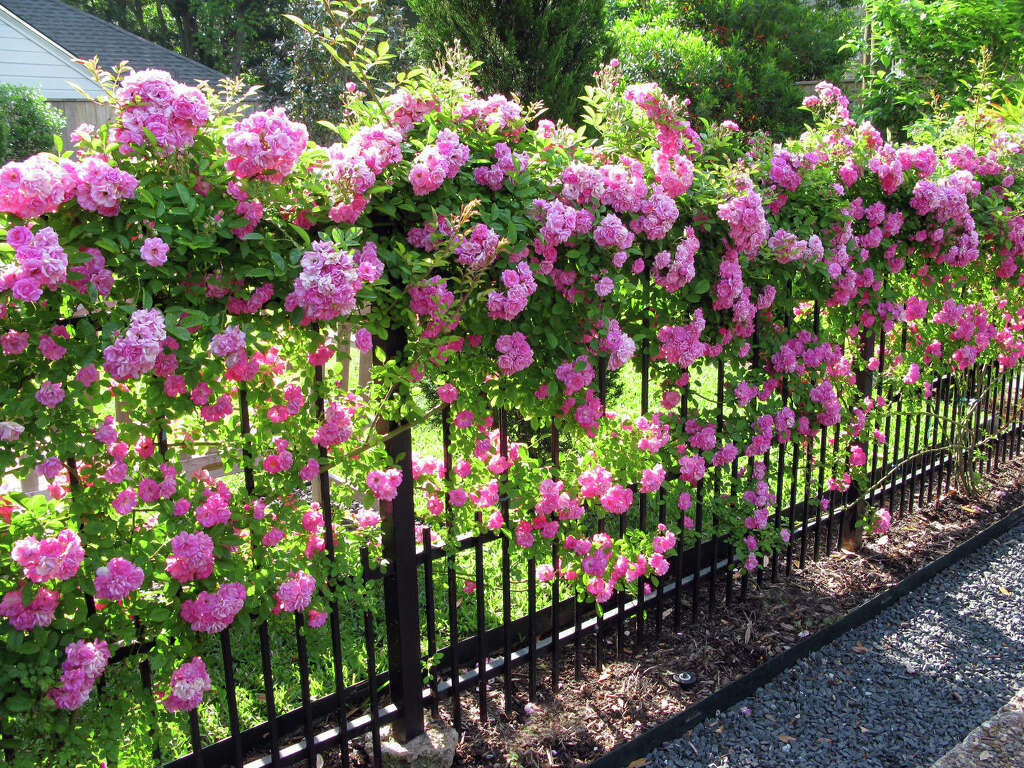A 'Peggy Martin' rose blankets a garden fence in pink blooms. David Morello photo
