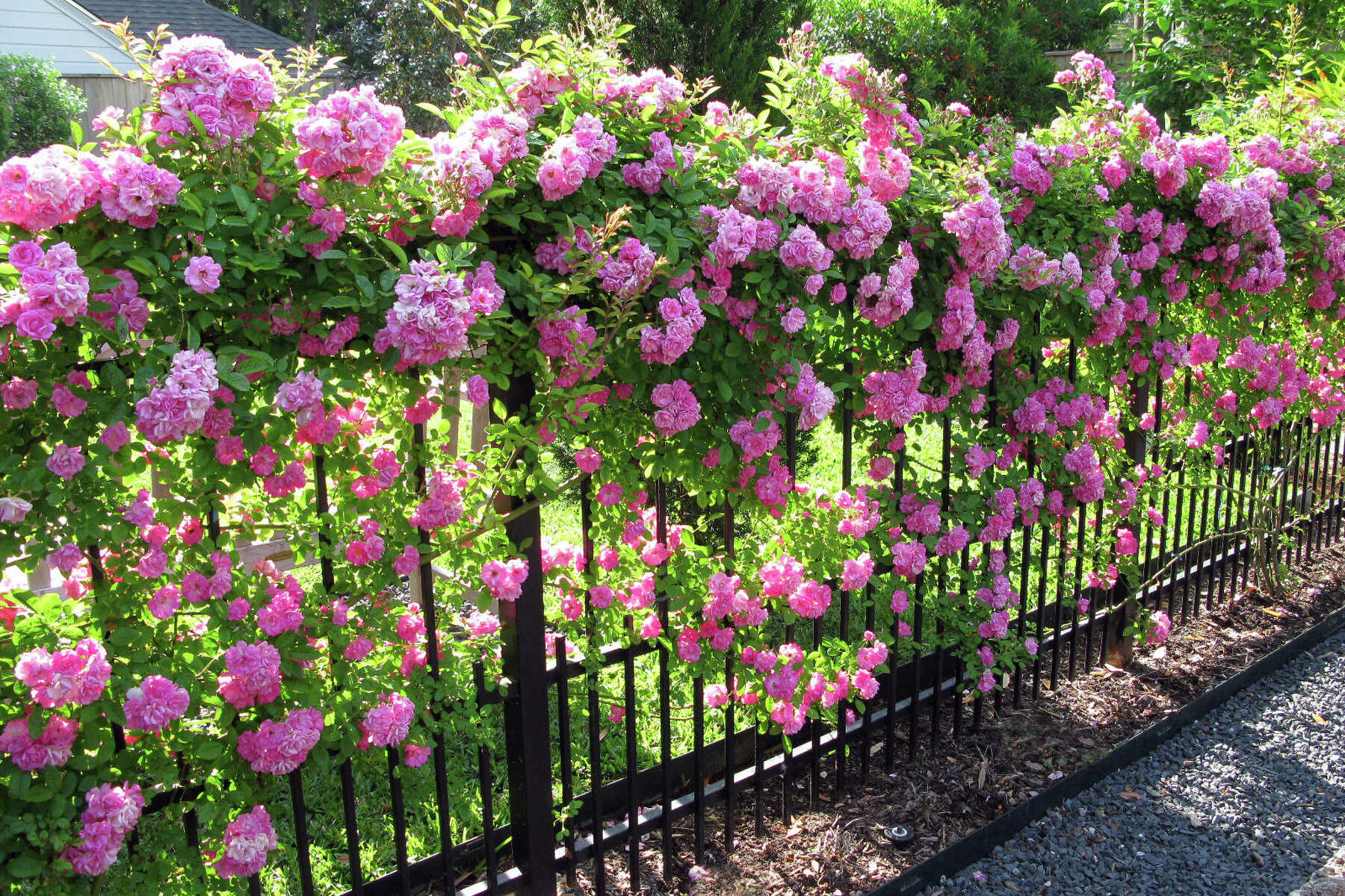 peggy martin climbing roses