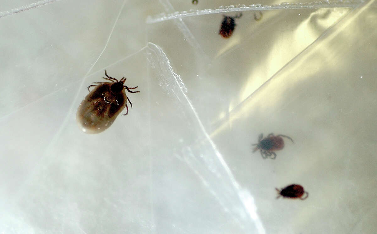 Worst states for Lyme Disease 11. Minnesota Incidence of Lyme disease: 16.4 (per 100,000 residents) Confirmed cases of Lyme Disease: 896 Percent of population that lives in rural areas: 26.7% Percent of adults that are physically active: 80.5%