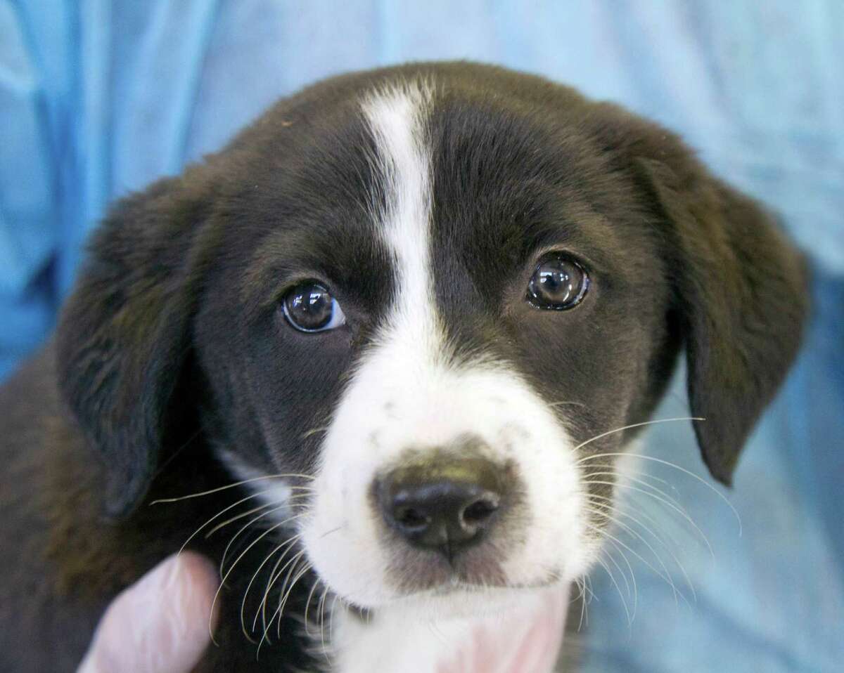 Stamford dog licenses drop to 15 percent