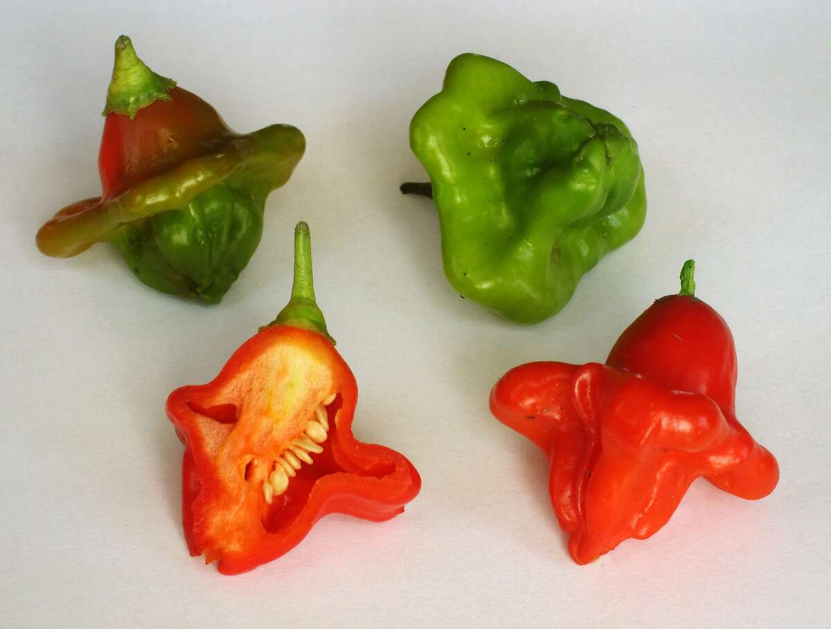 Peridot peppers are a mild and flavorful variety that thrives in cooler or warmer microclimates.