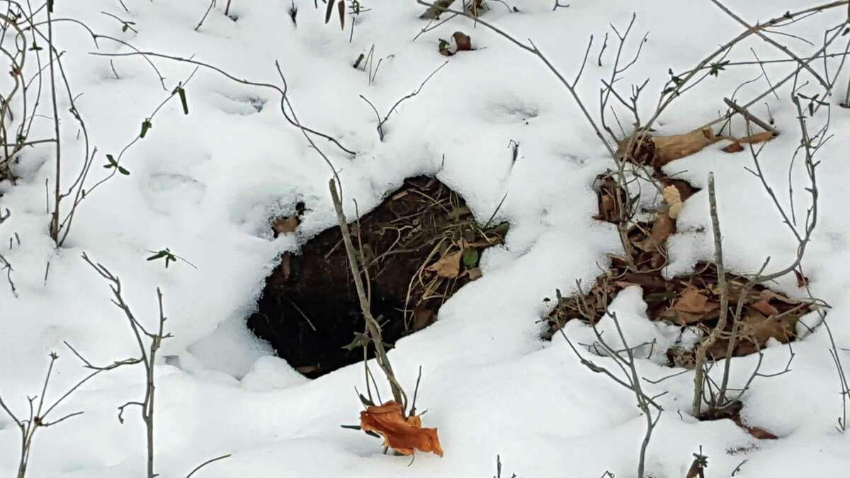 An active fox den was found behind Burr Elementary School