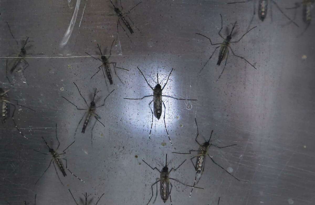RECIFE, BRAZIL - JANUARY 26: Aedes aegypti mosquitos are seen in a lab at the Fiocruz institute on January 26, 2016 in Recife, Pernambuco state, Brazil. The mosquito transmits the Zika virus and is being studied at the institute. In the last four months, authorities have recorded close to 4,000 cases in Brazil in which the mosquito-borne Zika virus may have led to microcephaly in infants. The ailment results in an abnormally small head in newborns and is associated with various disorders including decreased brain development. According to the World Health Organization (WHO), the Zika virus outbreak is likely to spread throughout nearly all the Americas.