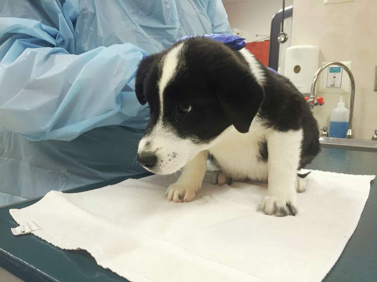 Six Border Collie puppies were found in a Merced trash bin last week. They are recovering in San Francisco.