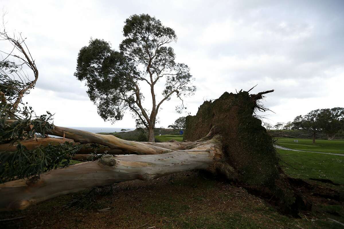 SAN DIEGO, CA - FEBRUARY 01: A view of fallen trees on the 18th fairway before play resumes during the final round of the Farmers Insurance Open at Torrey Pines South on February 1, 2016 in San Diego, California. Play was suspended Sunday due to inclement weather.