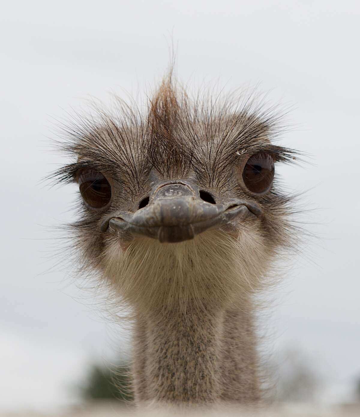 steiff ostrich