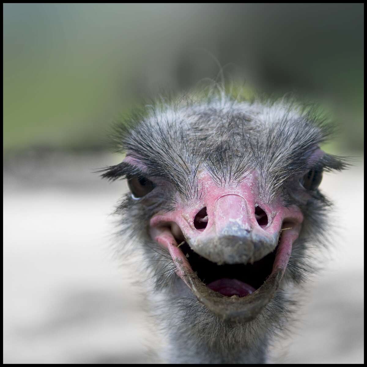 Goofy Photos Of The Common Ostrich Around The World