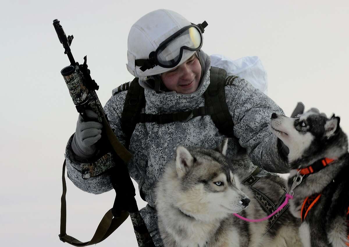 Волк в военной форме картинки