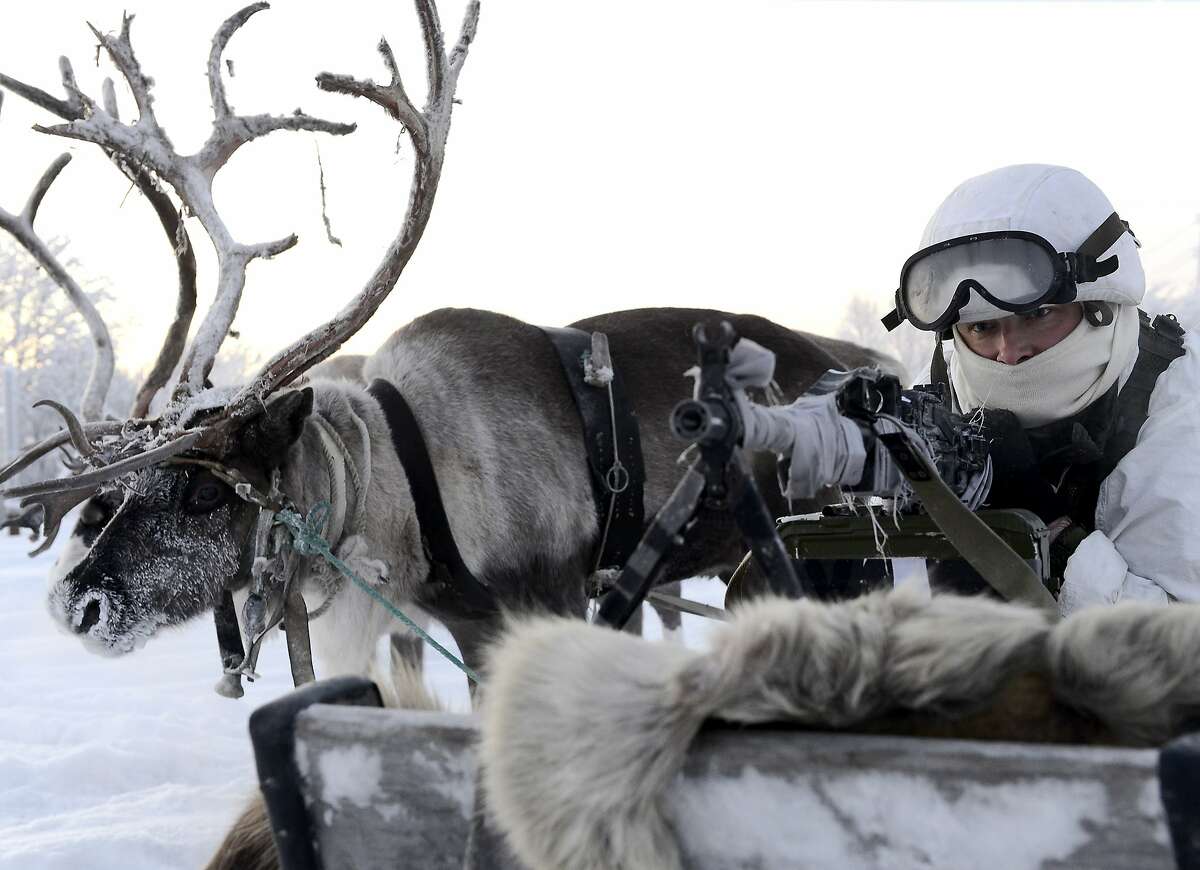 Боевой олень фото