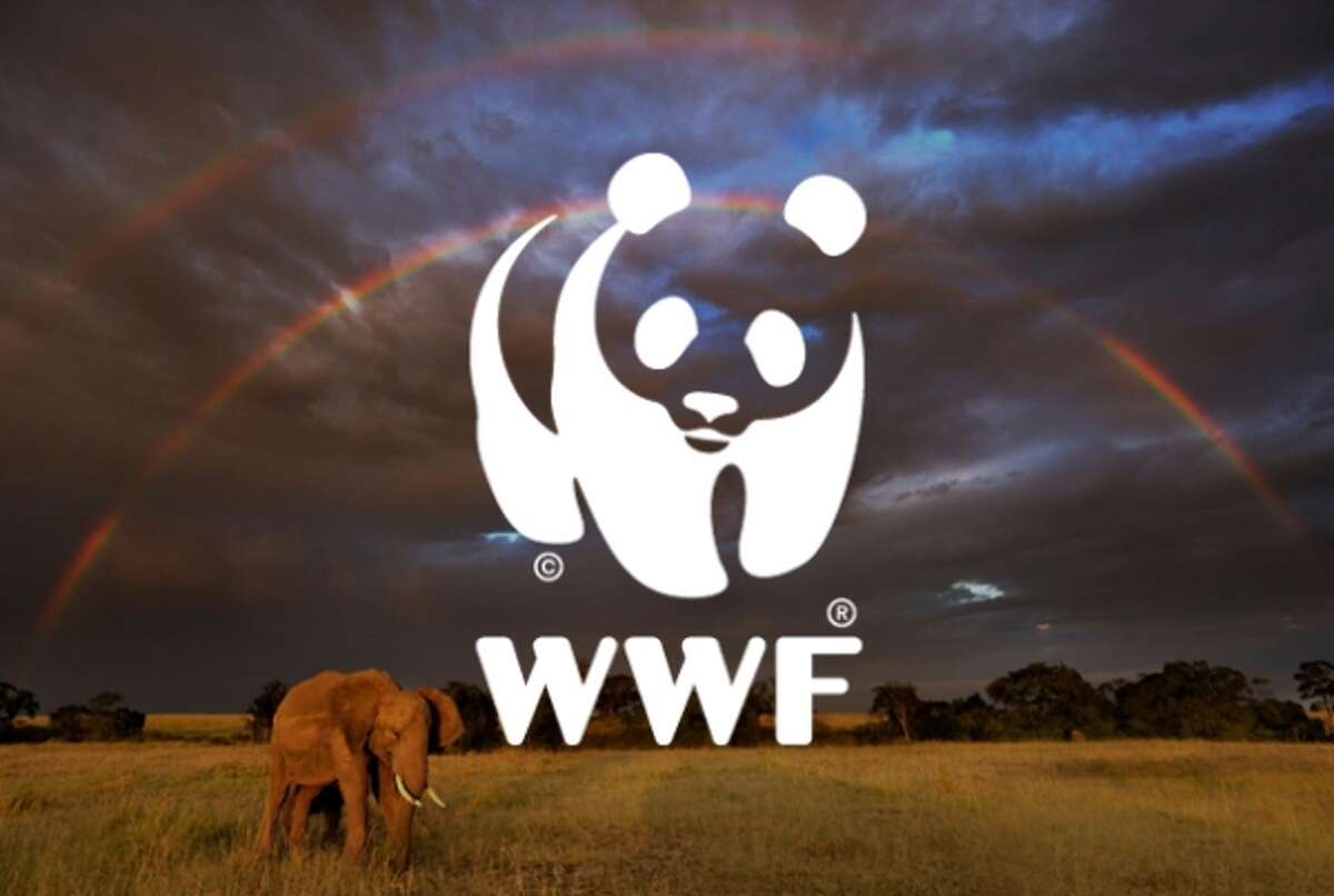 The world wildlife fund is. Всемирный фонд дикой природы. WWF World Wildlife. Эмблема Всемирного фонда дикой природы фото. Панда защита животных логотип.