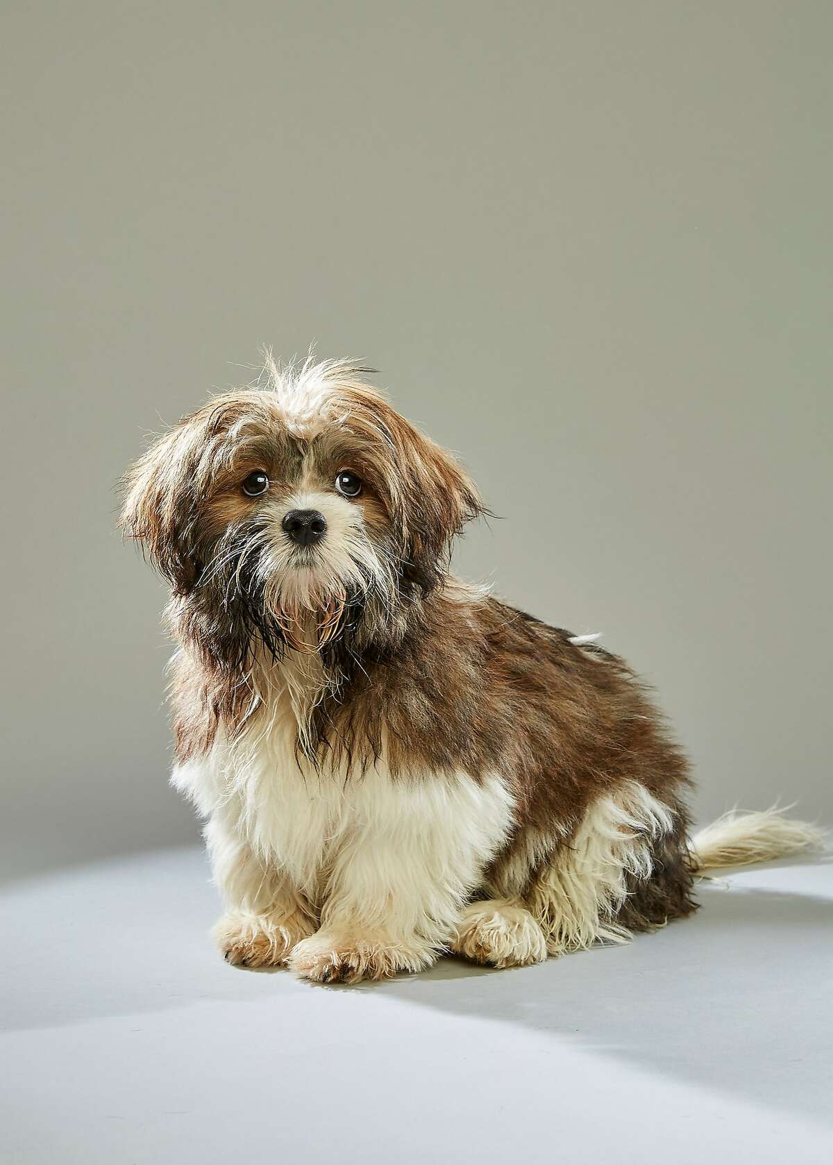 Barks, balls, and the Big Game: Meet your 2016 Puppy Bowl lineup