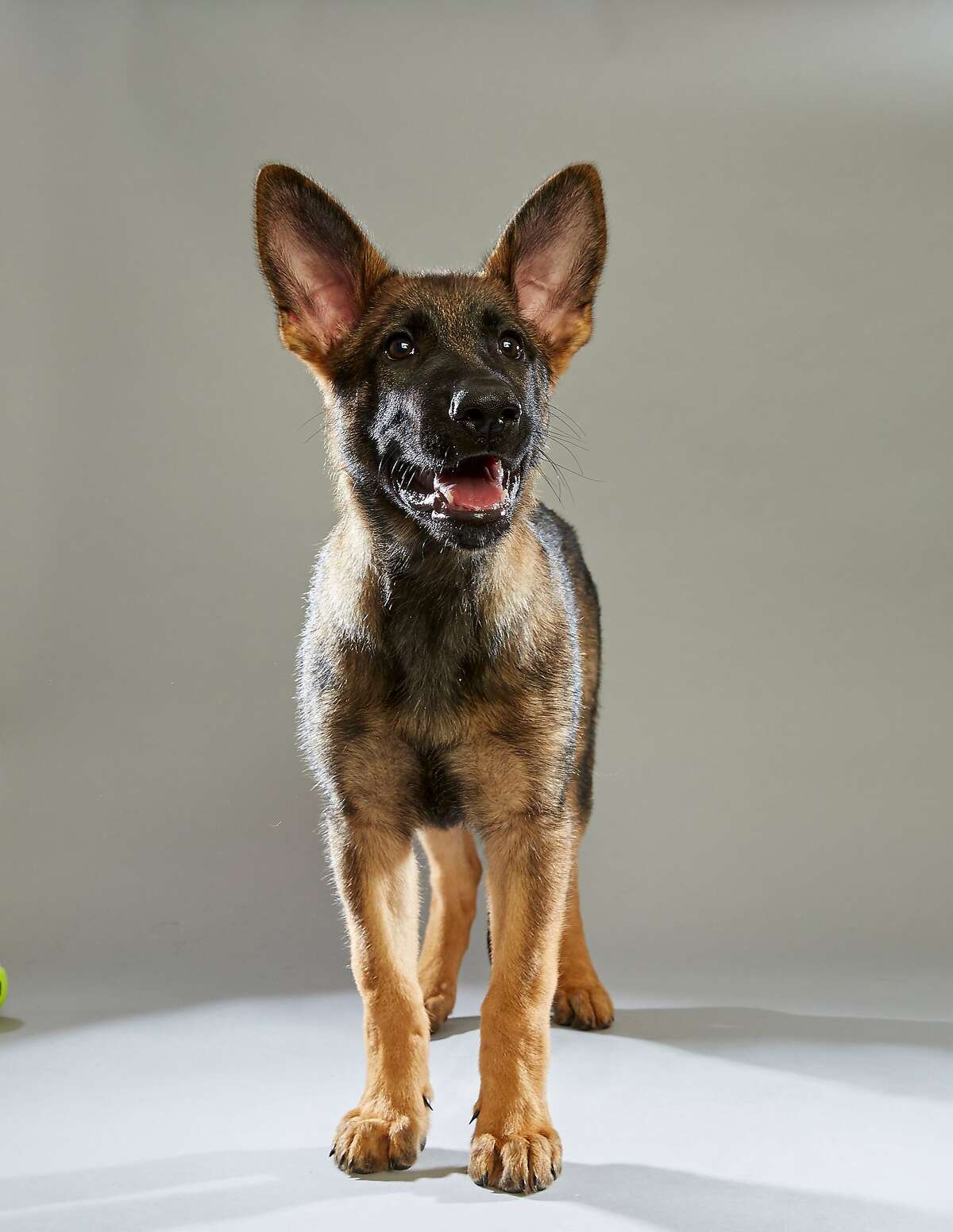 Barks, balls, and the Big Game: Meet your 2016 Puppy Bowl lineup