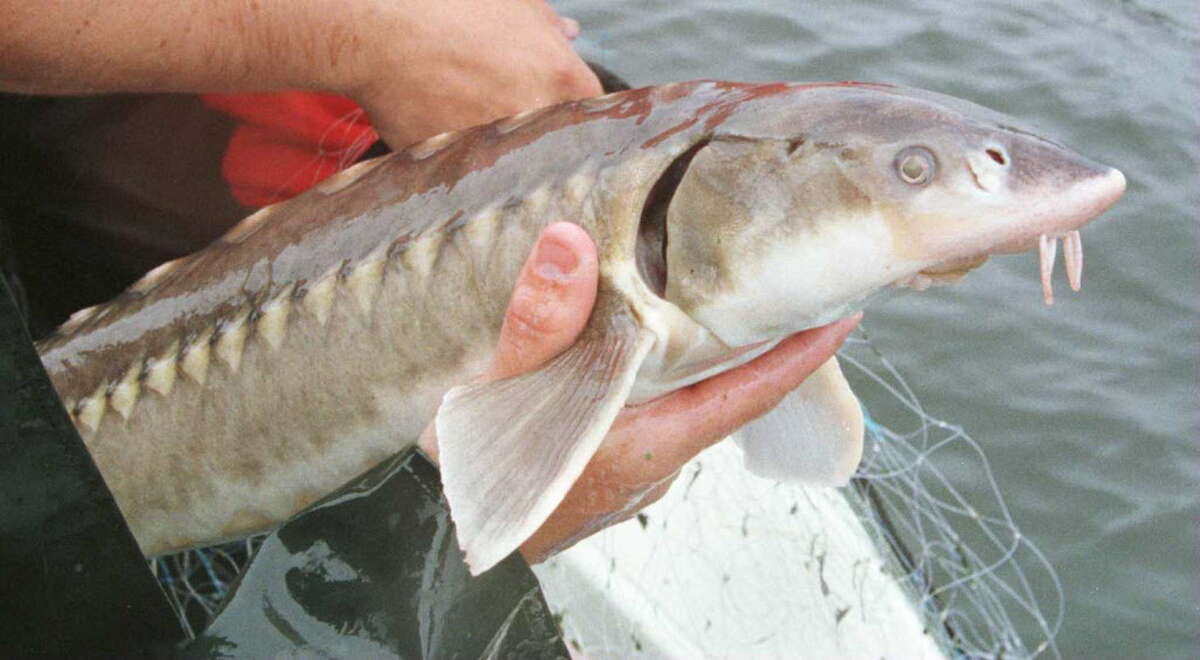 DEC: Hudson River sturgeon on the rebound