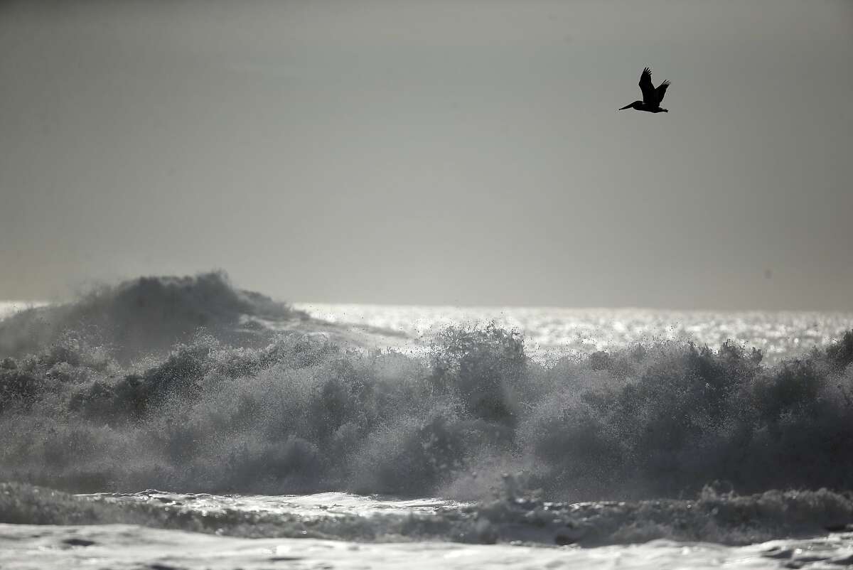 A pelican flies over the breaking surf at Mavericks in Half Moon Bay, Calif., on Thursday, February 4, 2016.