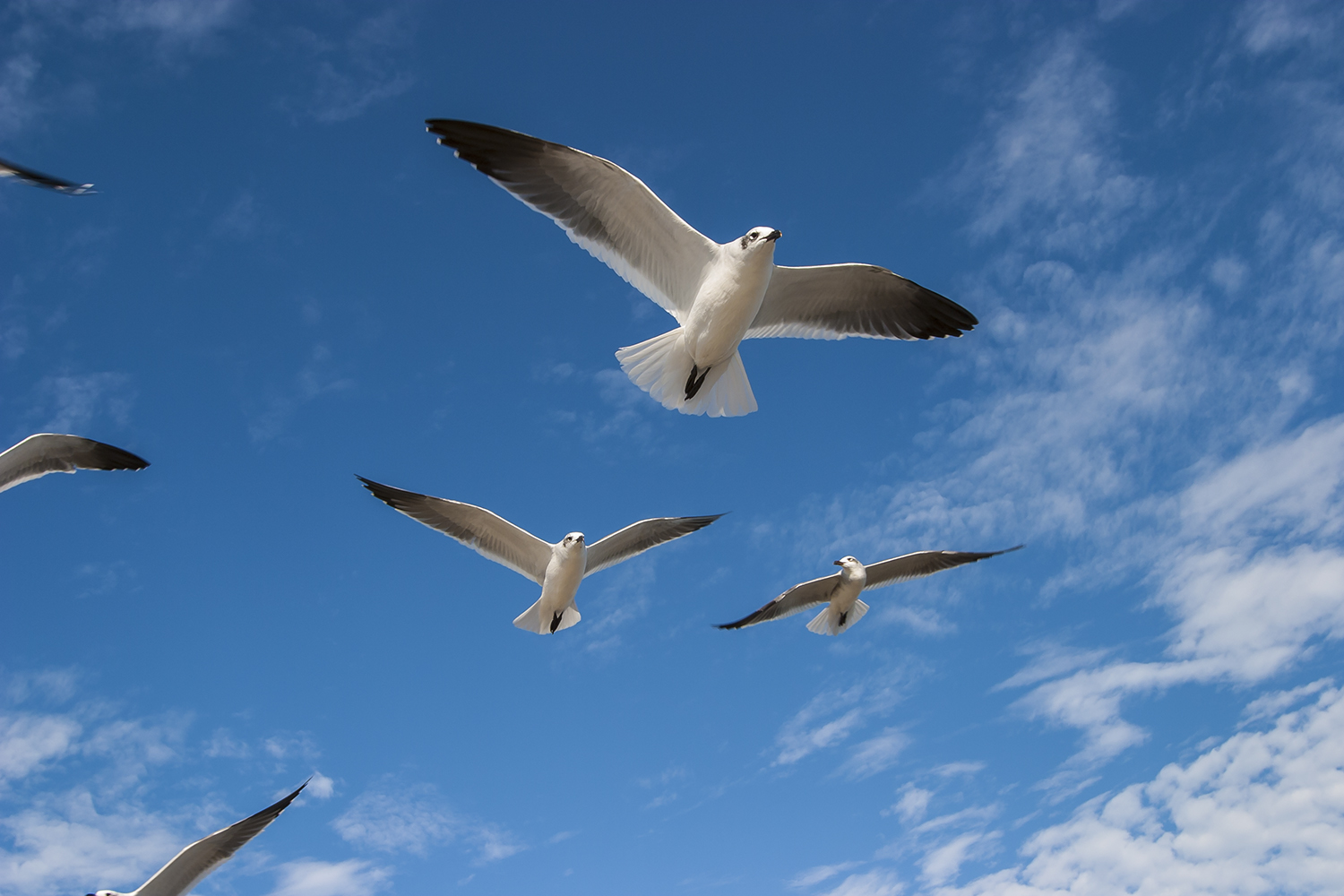 Captivated by always present gulls