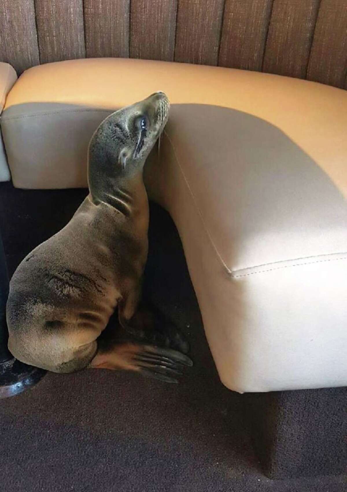 A malnourished sea lion pup pulled up to a booth at the beachside Marine Room restaurant in La Jolla, Calif., on Thursday, Feb. 4, 2016.